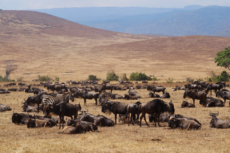 Wildebeest herd, Ngorongoro Crater, Tanzania