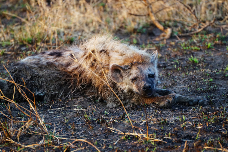 Hyena sleeping, Serengeti, Tanzania