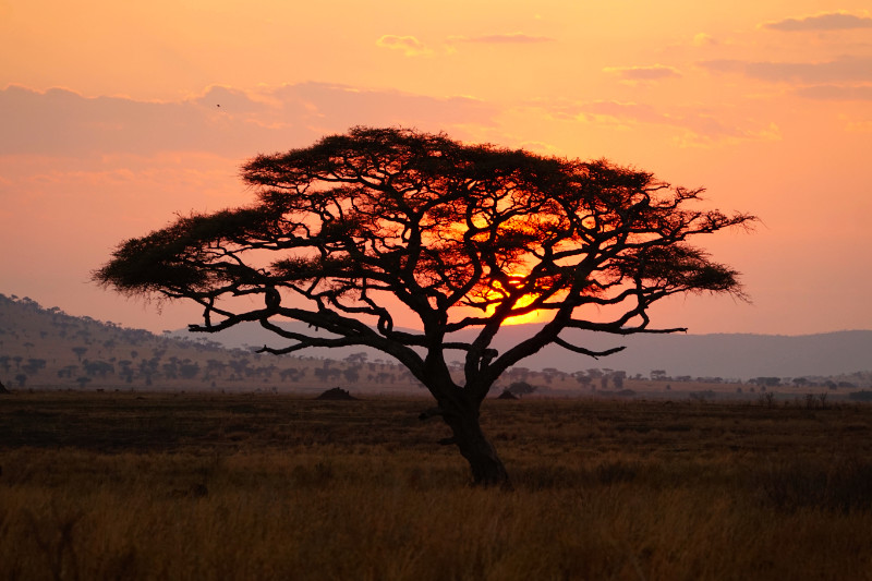 Serengeti sunset, Tanzania