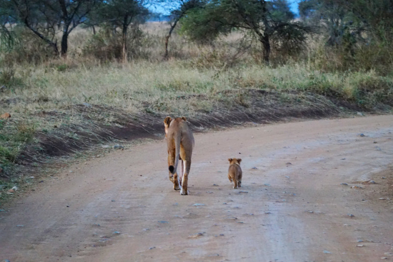 Lion and cub, walking up the road, Serengeti, Tanzania