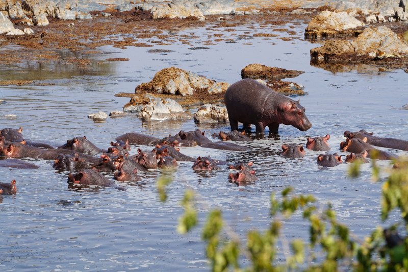Hippo lagoon, Serengeti, Tanzania