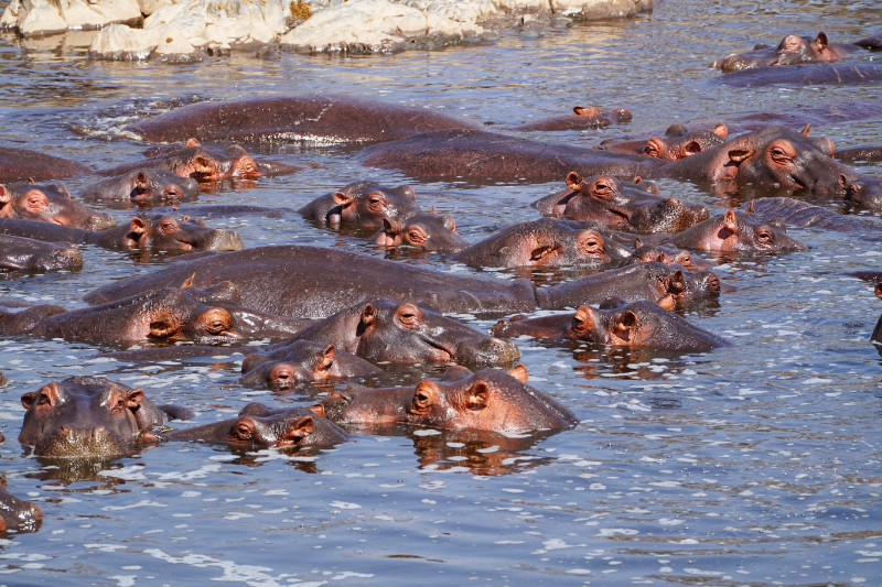 Hippo lagoon, Serengeti, Tanzania