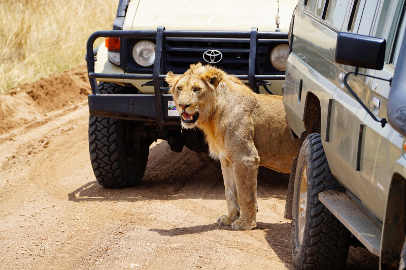 Lion in the road, Serengeti, Tanzania
