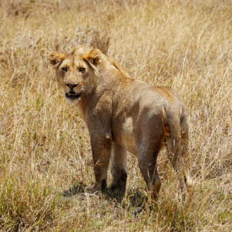 An Introduction To Kenya – A Safari In The Maasai Mara