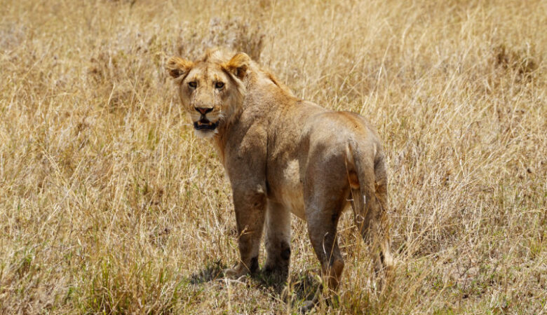 Lion in the Serengeti, Tanzania