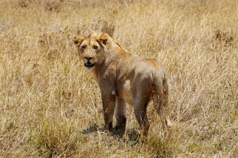 Lion in the Serengeti, Tanzania