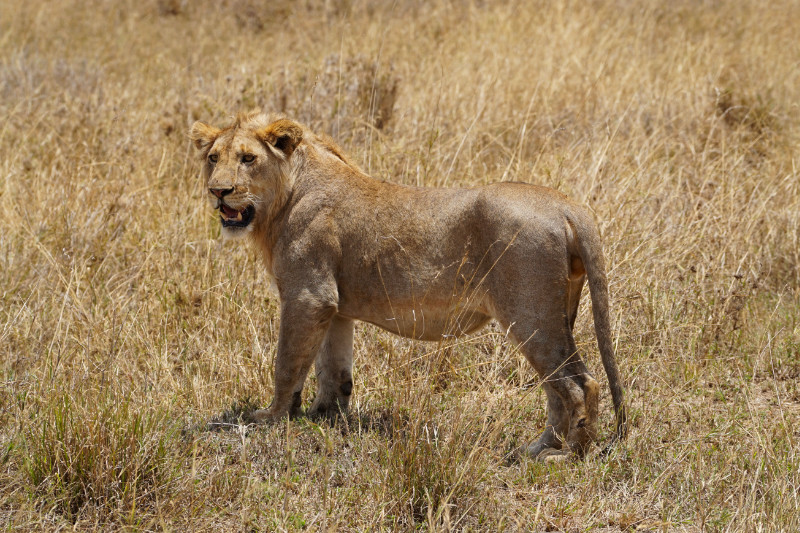 Young male lion, Serengeti, Tanzania