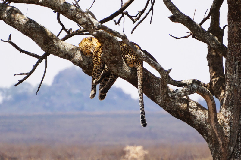 Leopard sleeping in a tree, Serengeti, Tanzania
