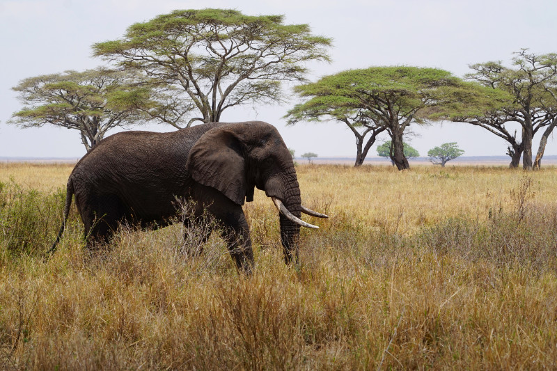 Bull elephant, Serengeti, Tanzania