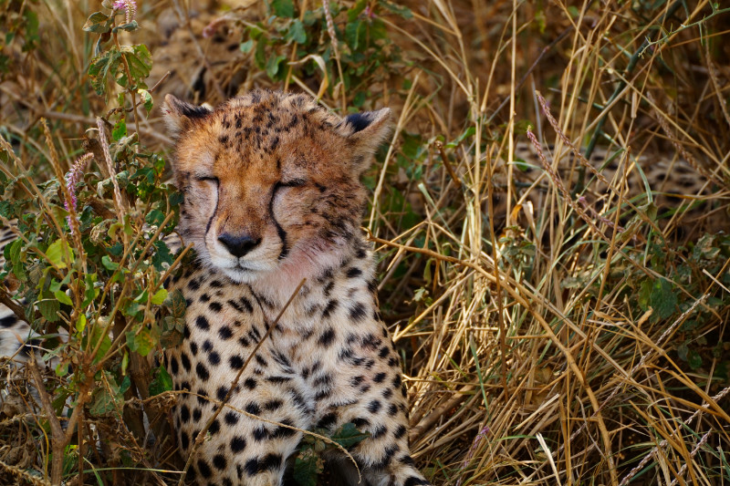 Cheetah, Serengeti, Tanzania