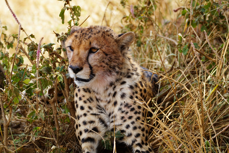 Cheetah, Serengeti, Tanzania