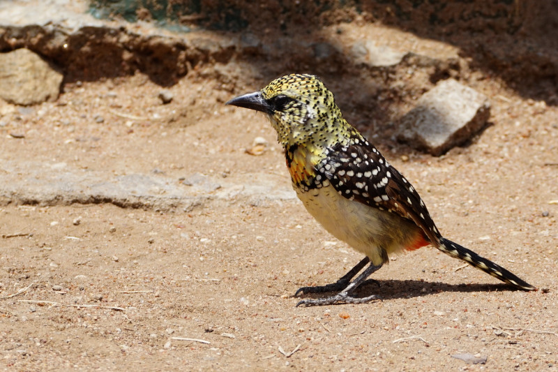 Barbet bird, Tanzania