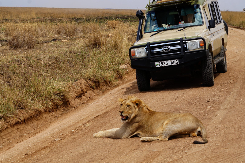 Lion in the middle of the road, Serengeti, Tanzania