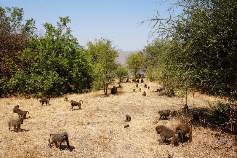Baboons, Lake Manyara National Park, Tanzania