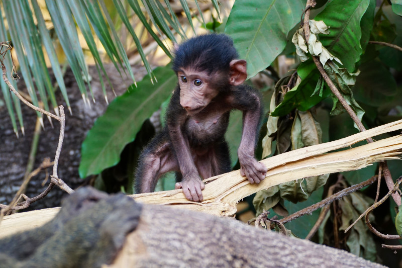 Baby baboon, Lake Manyara National Park, Tanzania