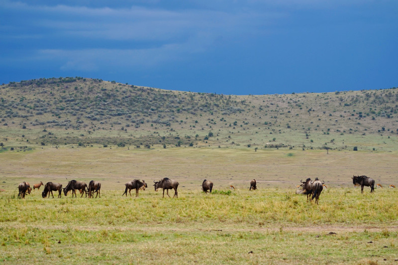 Wildebeest, Maasai Mara, Kenya