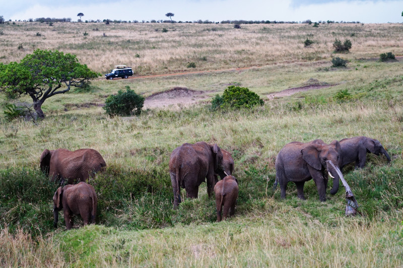 Elephant herd, Maasai Mara, Kenya