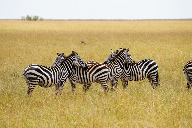 Zebra, Maasai Mara, Kenya