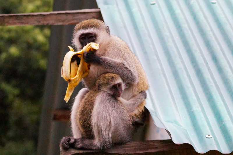 Monkey stealing my banana, Kenya