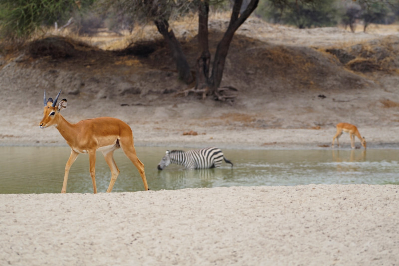 Gazelles and zebra bathing in Tarangire National Park, Tanzania