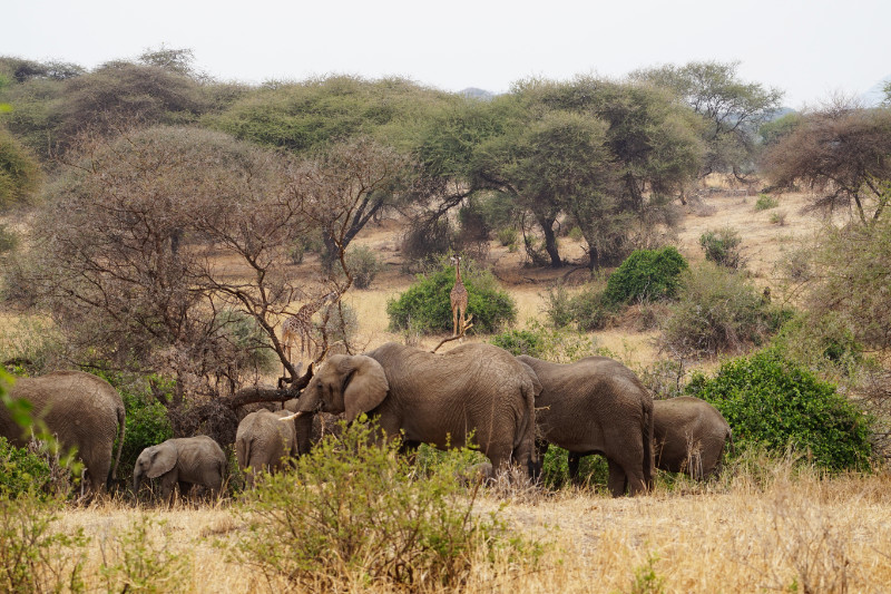 Elephants and giraffes, Tarangire National Park, Tanzania
