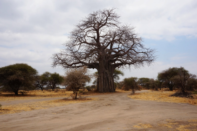 Baobab tree, Tarangire National Park, Tanzania