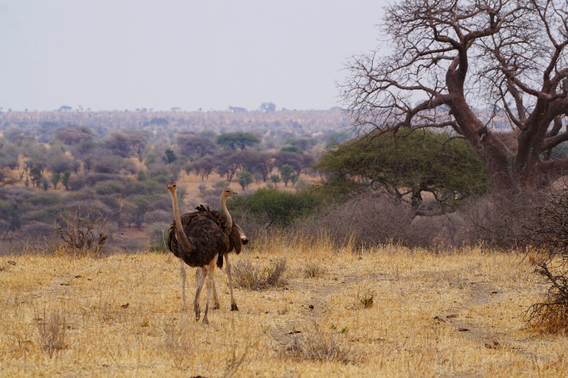 Female ostriches, Tarangire National Park, Tanzania