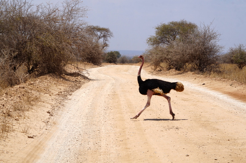 Ostrich crossing the road, Tarangire National Park, Tanzania