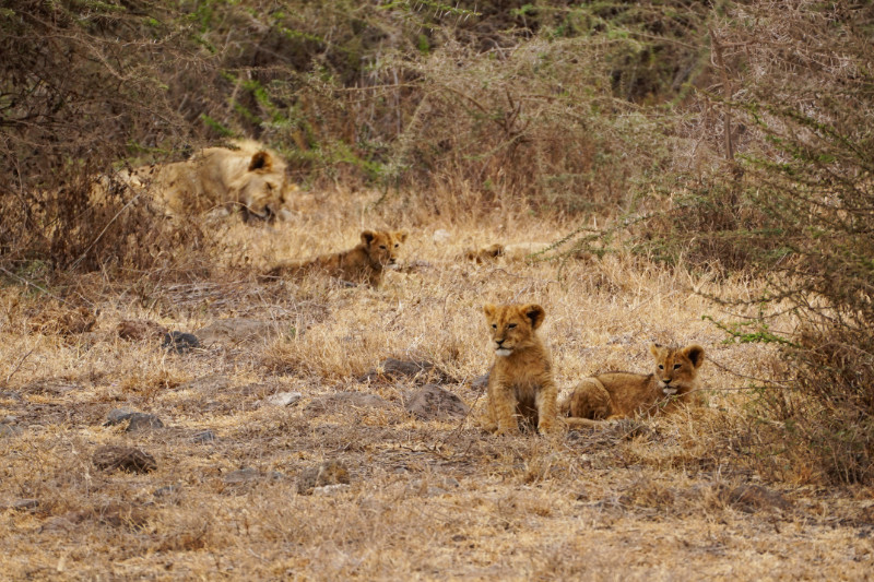 Lion cubs in Ngorongoro Crater, Tanzania