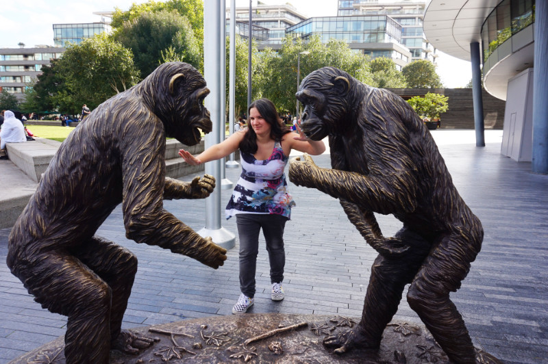 Trying to calm down a couple of chimpanzees, London