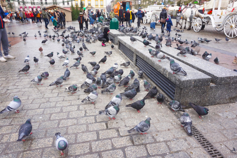Pigeons in the main square, Krakow, Poland