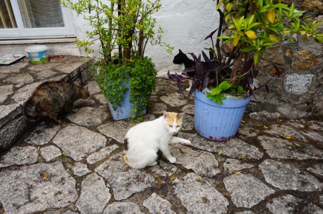 Cats in Marmaris, Turkey