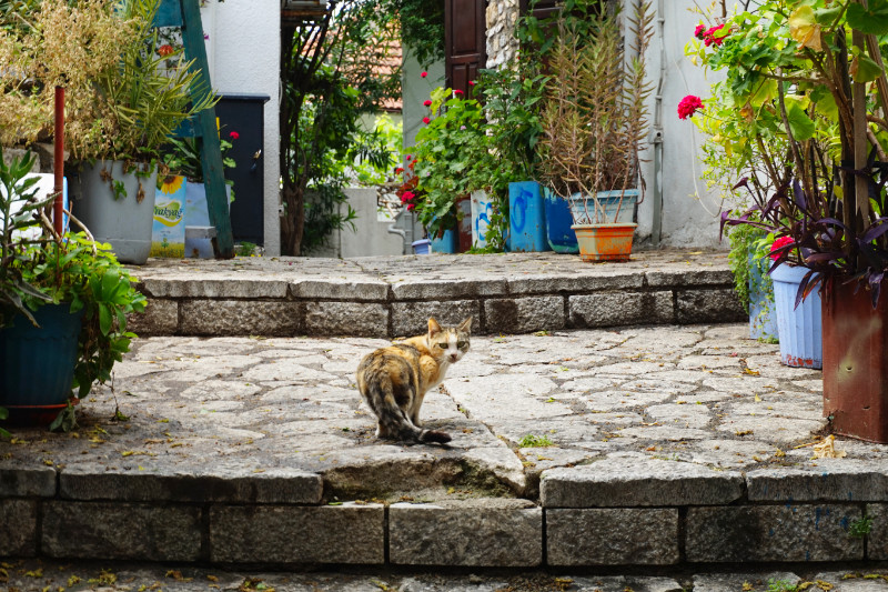 Cat in Marmaris, Turkey