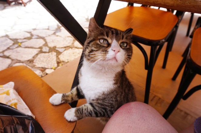 Cat, Marmaris, Turkey