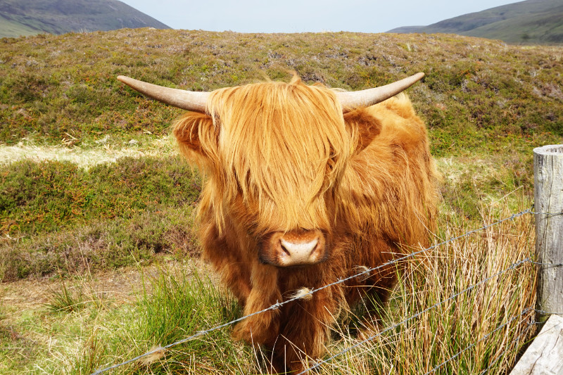 Highland coo, Hoy, Orkney