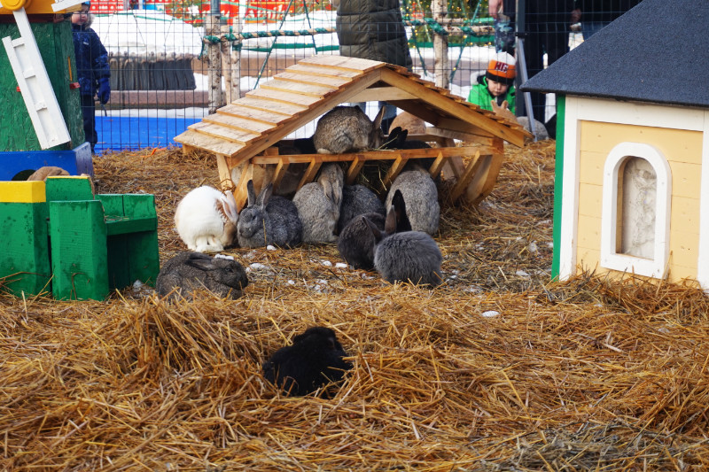 Bunnies at the Riga Christmas markets, Riga, Latvia