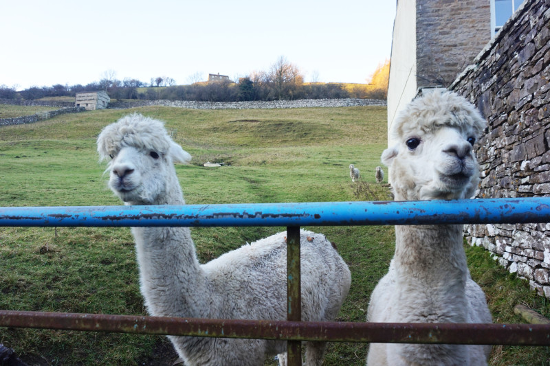 Alpacas, Yorkshire Dales, England