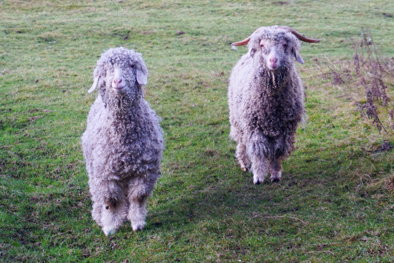 Woolly sheep, Yorkshire Dales, England