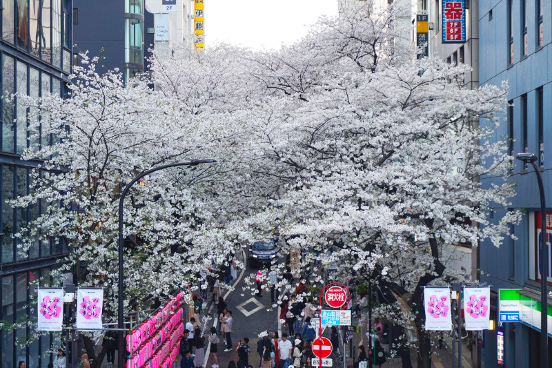 Cherry blossoms in Tokyo, Japan