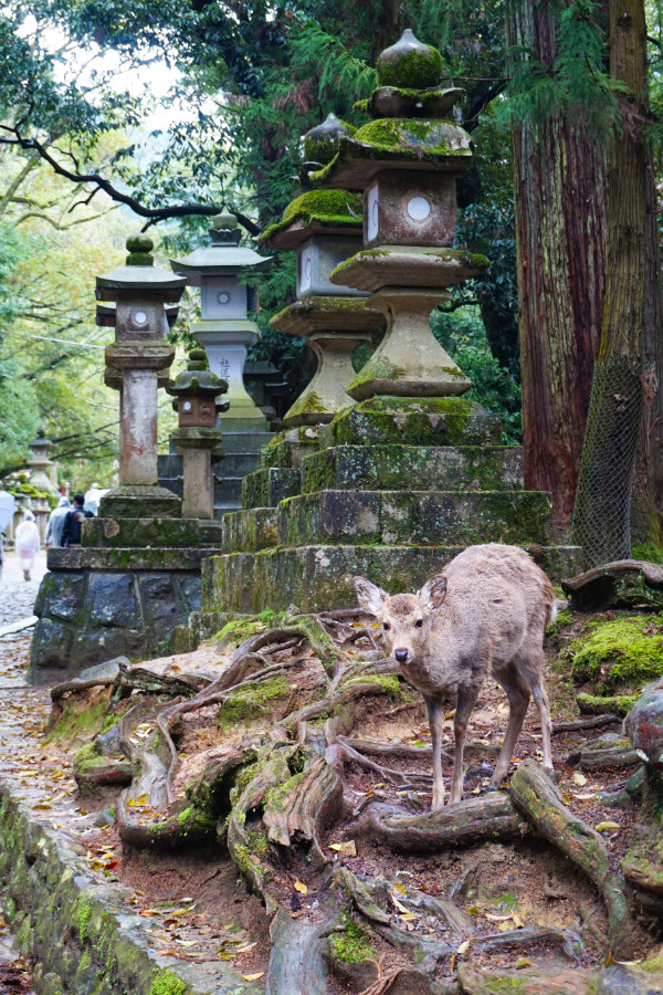 Nara park in Japan - a deer is looking at us from between some plinths of the nearby shrine