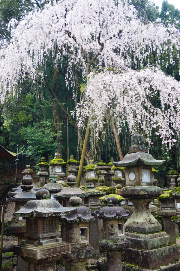 Kasuga shrine, Nara, Japan