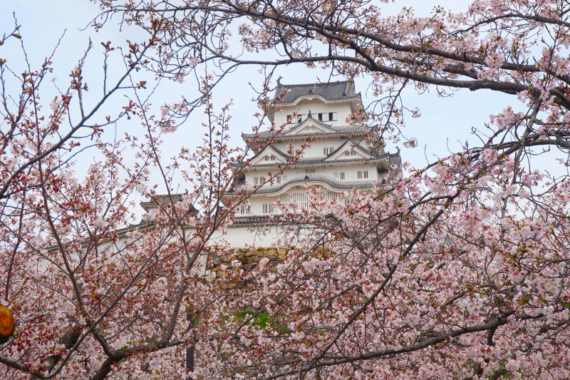Himeji Castle above the cherry blossoms, Japan