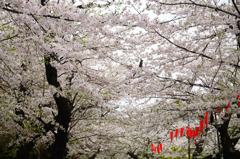 Cherry blossoms in Ueno Park, Tokyo, Japan