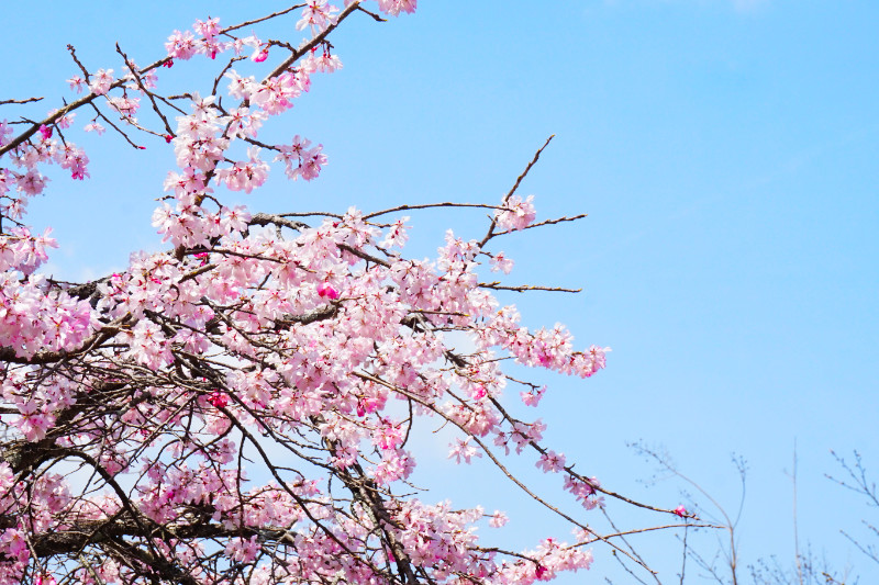 Cherry blossoms, Japan
