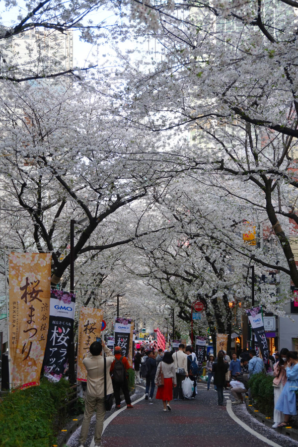 Cherry blossoms (or sakura) on Sakuragaoka Street, Shibuya, Tokyo, Japan