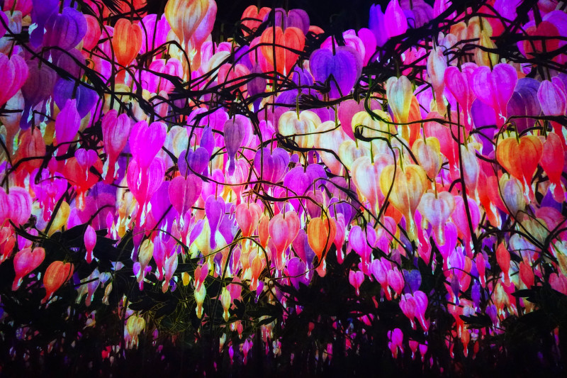 Flower artwork, TeamLab Borderless, Tokyo, Japan