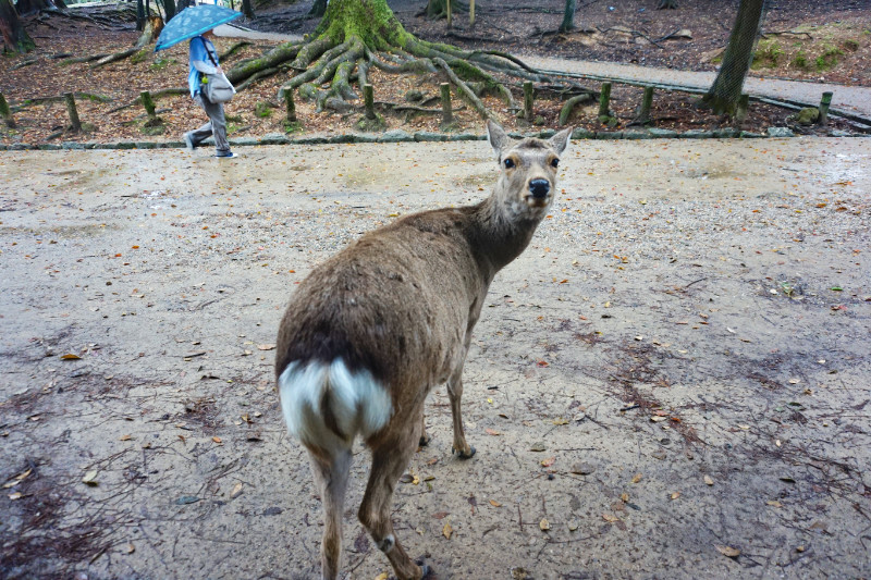 Deer in Nara, Japan
