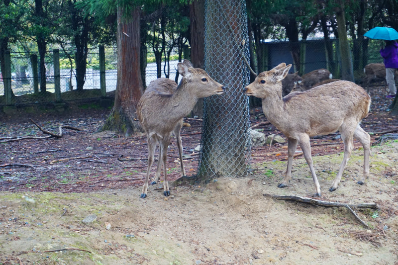 Deer in Nara, Japan