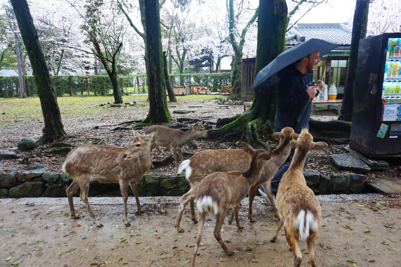 Ash being surrounded by the deer in Nara, Japan