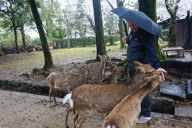 Ash feeding the deer in Nara, Japan